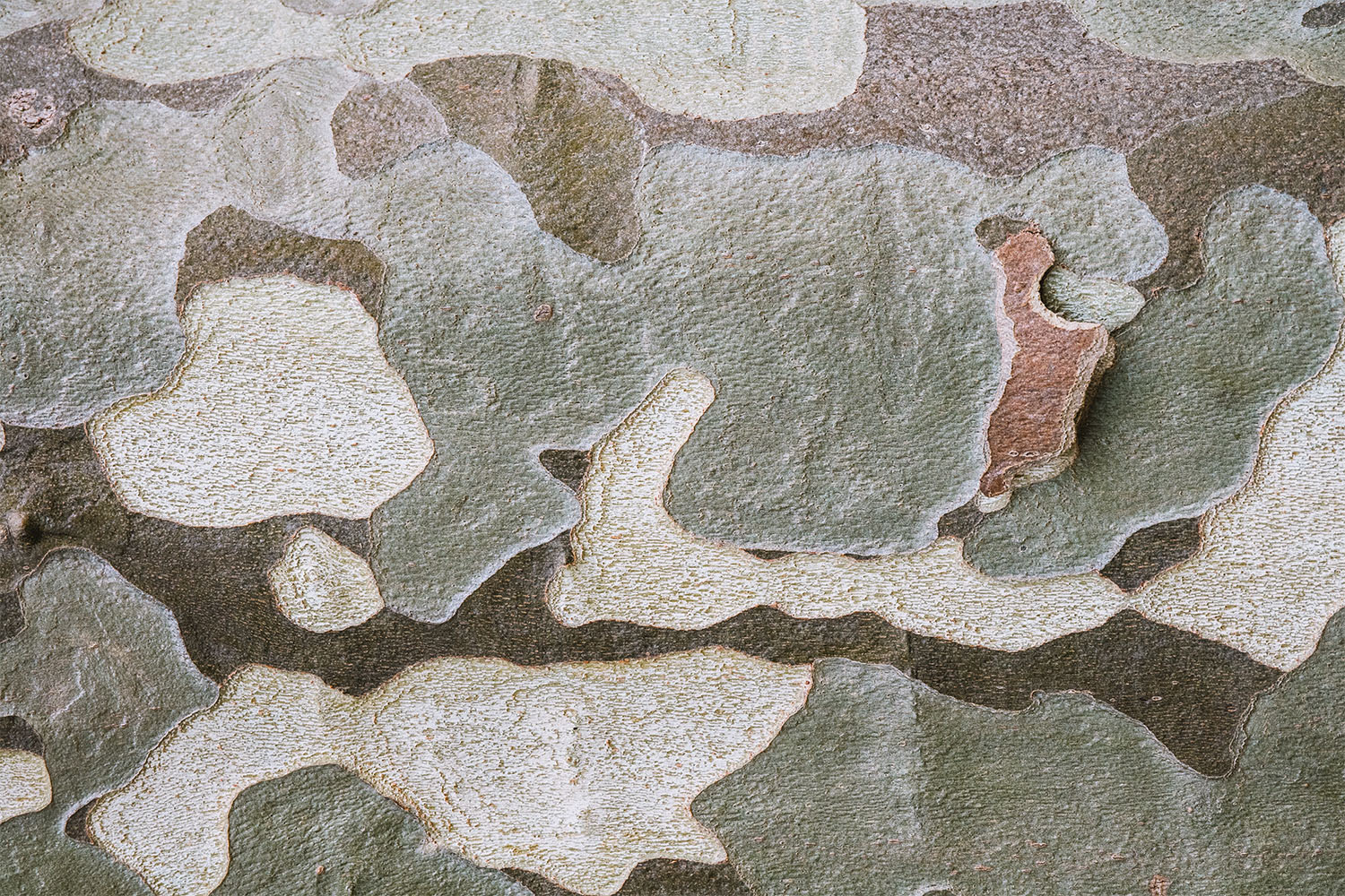 Camouflage
