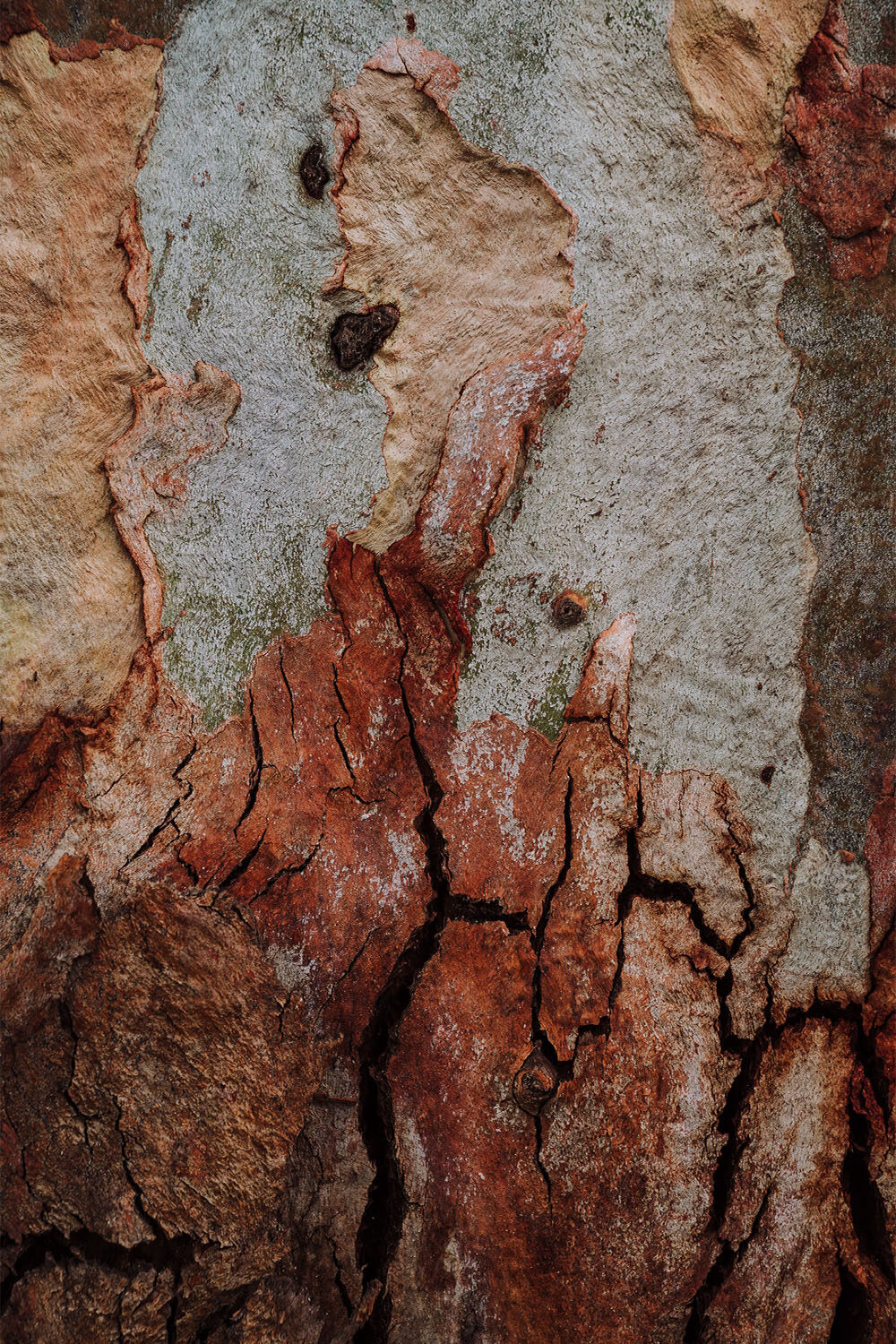 Firewood