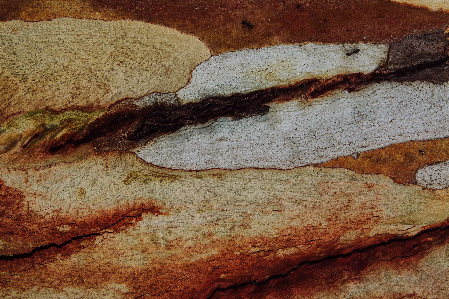 Firewood