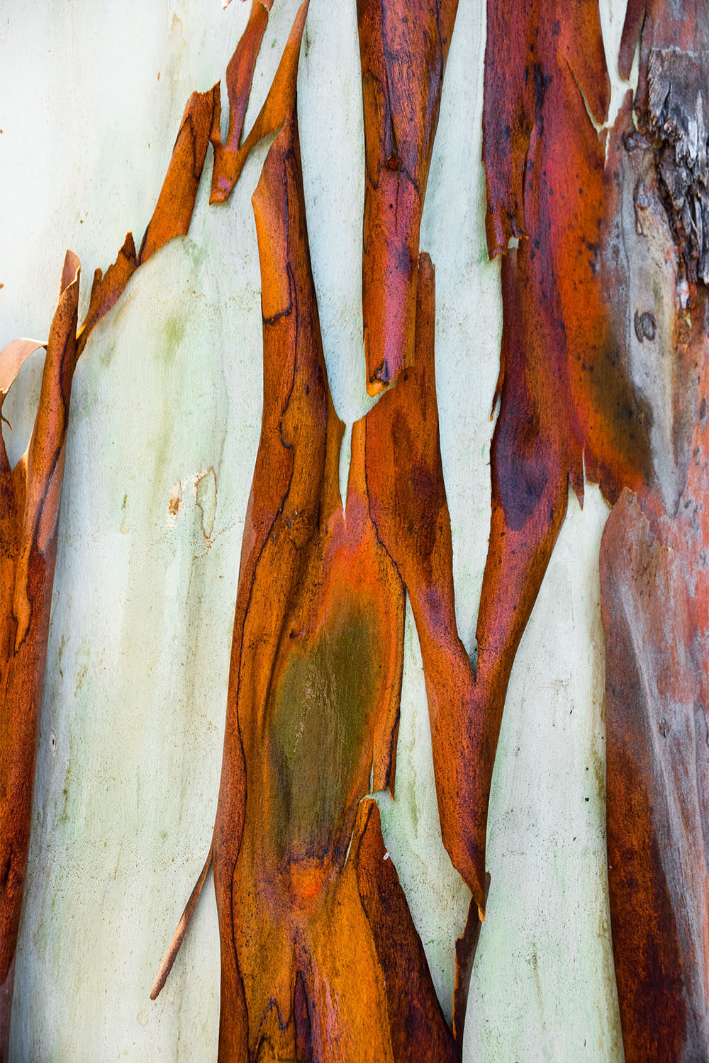 Peeling