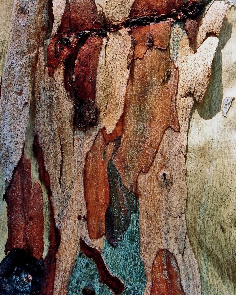 Bark